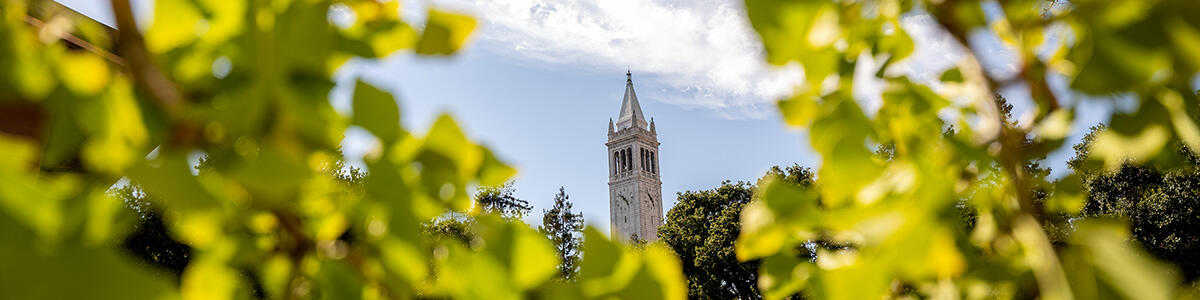 Catching the Campanile through the green leaves of a tree.