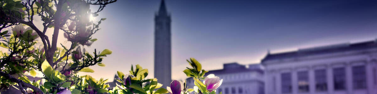 The sun glints through blooming magnolias with Campanile in background.