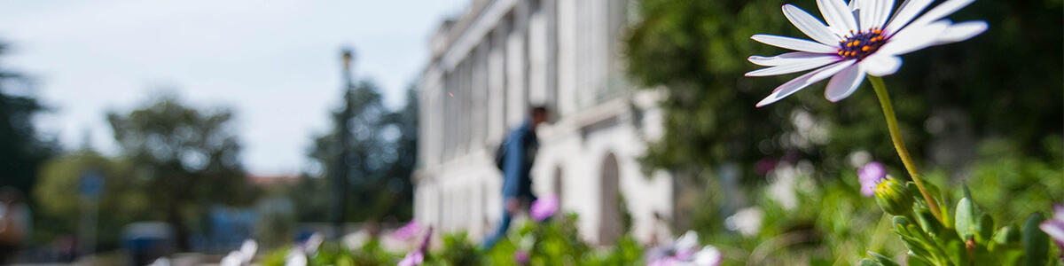 A large white flower is in the foreground, while in the background someone walks up the steps of a campus building.