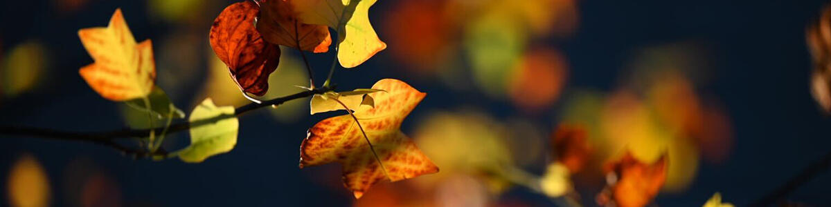 A closeup of colorful autumn leaves.