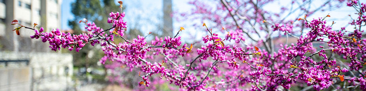 Vibrant pink flowers cover a tree in spring.